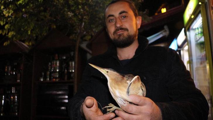 Tokat'ta, yaralı bulunan balaban kuşuna tedavi