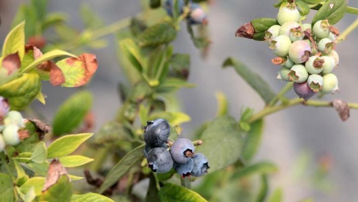 Adana'da yaban mersini üretildi; kilosu tarlada 160 TL'ye satılıyor