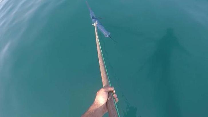 Gökçeada’da yunuslar eşliğinde kılıç balığı avı