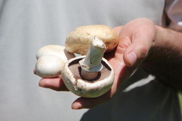 'Zehirli mantarı ayırt etmek zor, uzak durulmalı'