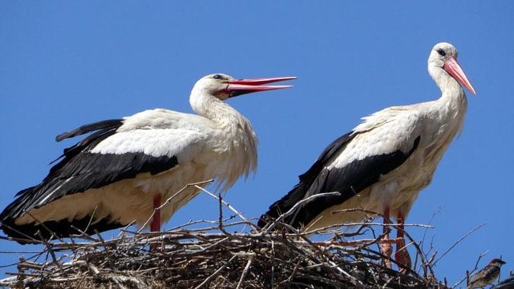 'İsmayıl' ve 'Fatme' 10 yıldır aynı okulun girişindeki elektrik direğine yuva kuruyor