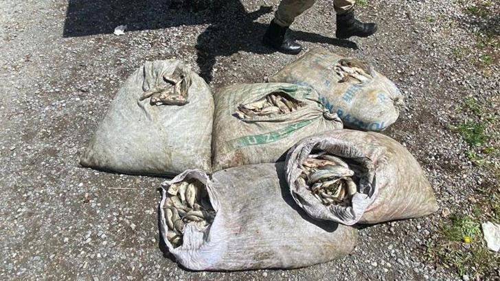 Van'da kaçak avlanan 450 kilo inci kefali ele geçirildi