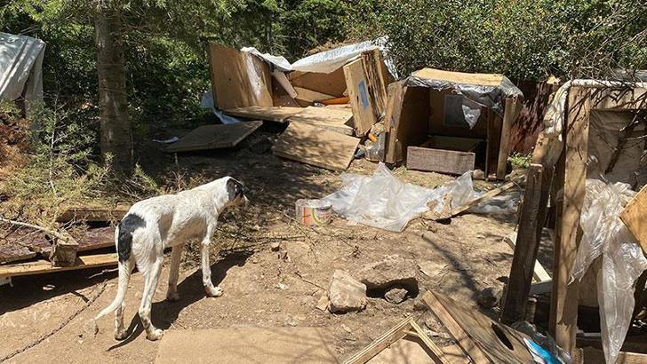 Köpek barınakları yıkıldı, hayvanseverler tepki gösterdi