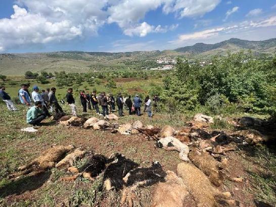 Merada otlayan sürünün üzerine yıldırım düştü; 53 küçükbaş hayvan öldü