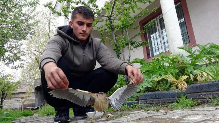 Kedinin saldırdığı cüce balaban kuşunu son anda kurtardı