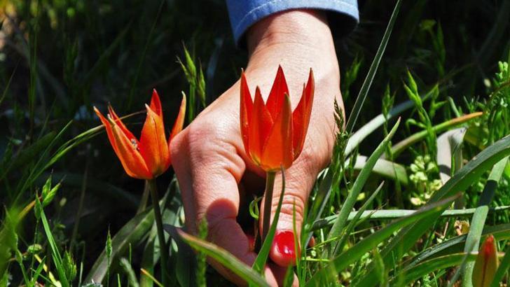 Yılda bir kez açan Manisa lalesini koparana 109 bin lira para cezası var