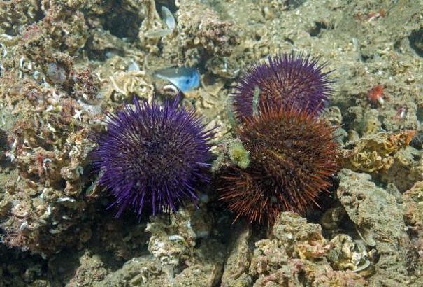 Marmara'da deniz kestanesi avcılığı yasaklandı