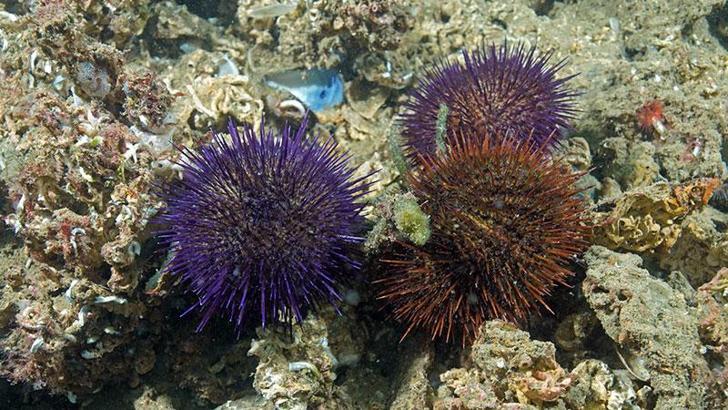 Marmara'da deniz kestanesi avcılığı yasaklandı