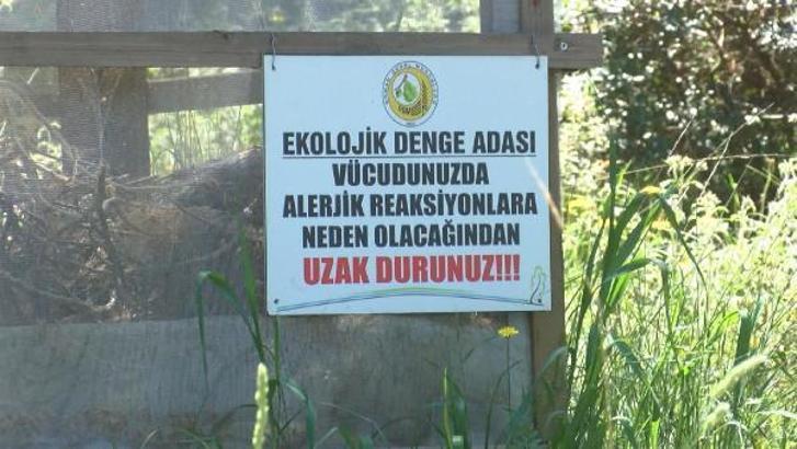 Adalar'da tırtıl seferberliği; Hem doğaya hem de insana zararlı