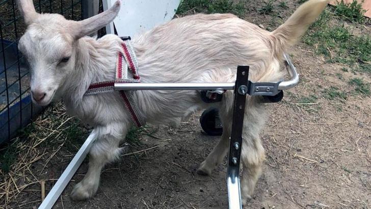 'Hayat tamircisi' bu kez oğlak 'Yıldız'ı yürüttü