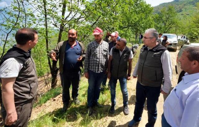 Kestane gal arısına karşı böcekli mücadele