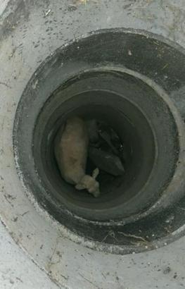 Kapağı çalınan rögara düşen koyunu itfaiye kurtardı