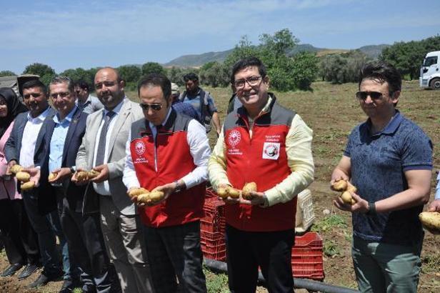 Datça'da mevsimin ilk patates hasadı yapıldı