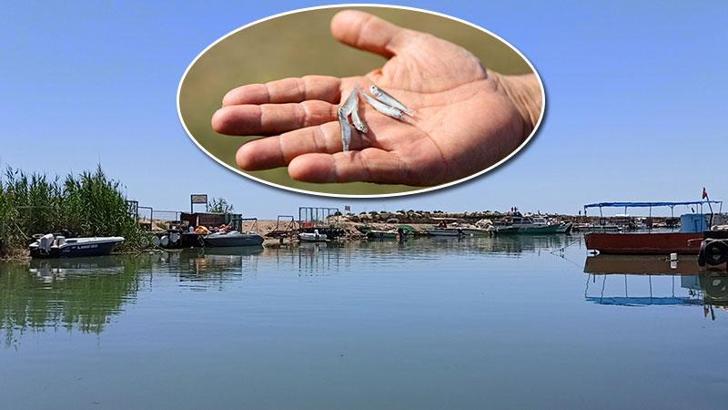 Otellerden dereye akıtılan havuz kimyasalı nedeniyle yavru balıklar öldü