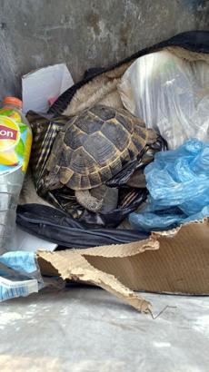 Çöp konteynerinde kaplumbağa bulundu