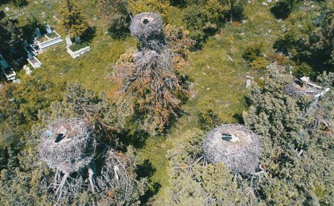 Leylekler Vadisi'nin konukları kuluçkaya yattı