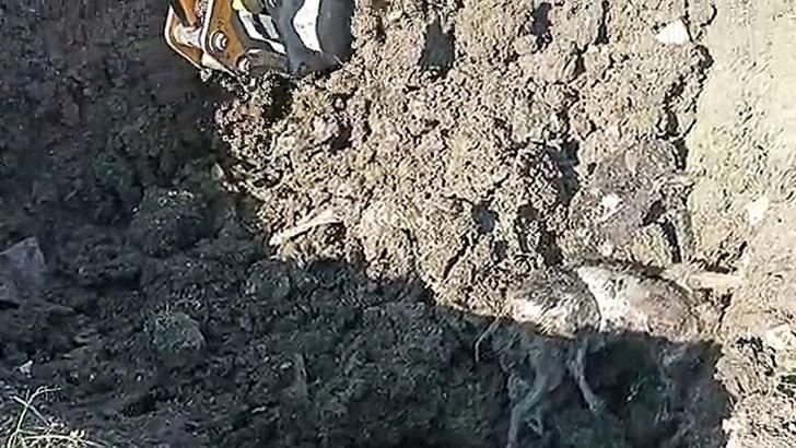 Düzce'de kazılan yerlerden 15 köpek ölüsü çıktı, soruşturma başlatıldı