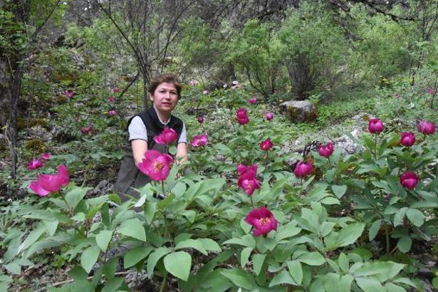 Toroslar şakayıklarla şenlendi