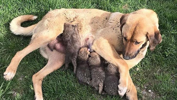 Anneleri ölen tilki yavrularına karakoldaki köpek süt annelik yaptı