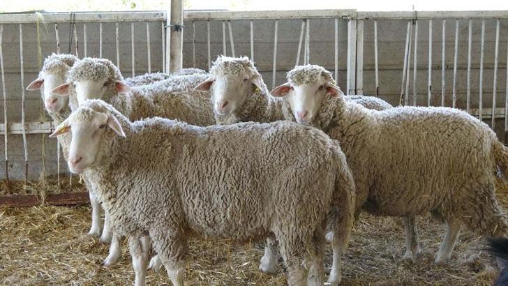 Prof. Dr. Akmaz: Konya havzasındaki küçükbaş sayısında yüzde 60 azalma var