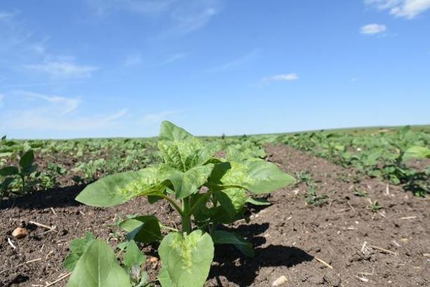 Edirne'de, ayçiçeği tarlalarında köse hastalığı görüldü