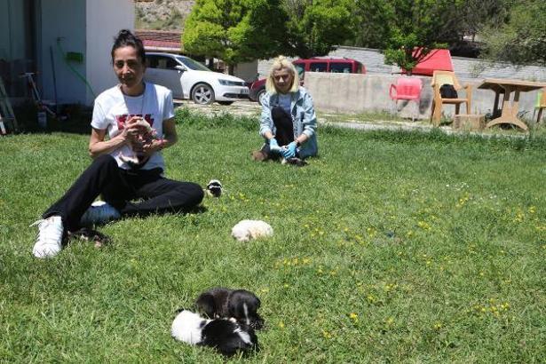 Anneleri kazada ölen 9 yavru köpeği sahiplendiler