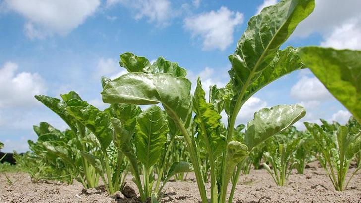 Pancar çiftçisine 490 milyon TL avans ödemesi