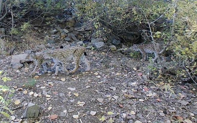 Tunceli'de yaban hayatının zenginliği fotokapanlara yansıdı