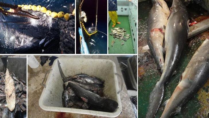 Pasifik’te yıllarca balıkçı gemilerinde köpekbalığı yüzgeci tespit edildi, soruşturma dün açıldı