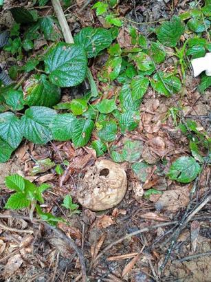 Ormanda insan kafatası ve kemikleri bulundu