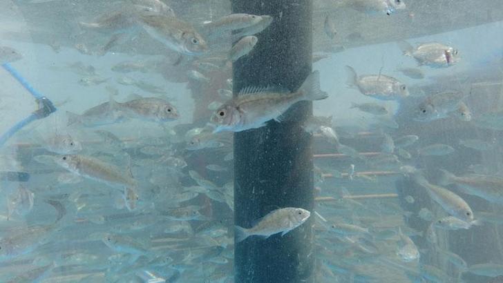 İzmit Körfezi’ne 6 bin balık daha bırakıldı