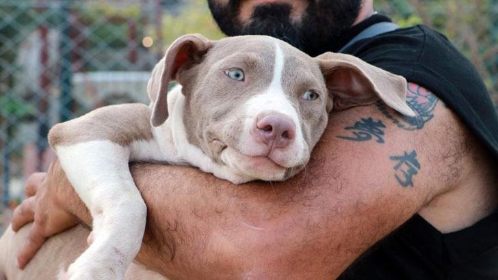 Pet Market ve Üreticiler Derneği’nden kedi-köpek mamalarında 'KDV düşürülsün' çağrısı