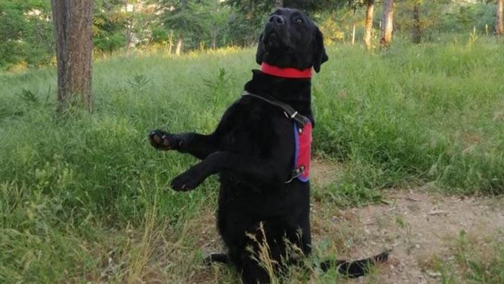 Tunceli’de biri tuzaklanmış 3 EYP'yi 'Sahil' buldu