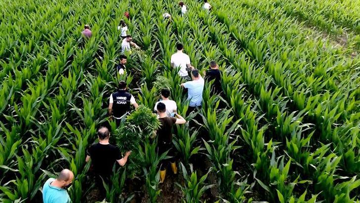 Para karşılığı mısır tarlasında Hint keneviri yetiştirmiş