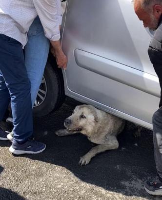 Köpeği sıkıştığı yerden hafif ticari aracı kaldırarak kurtardılar