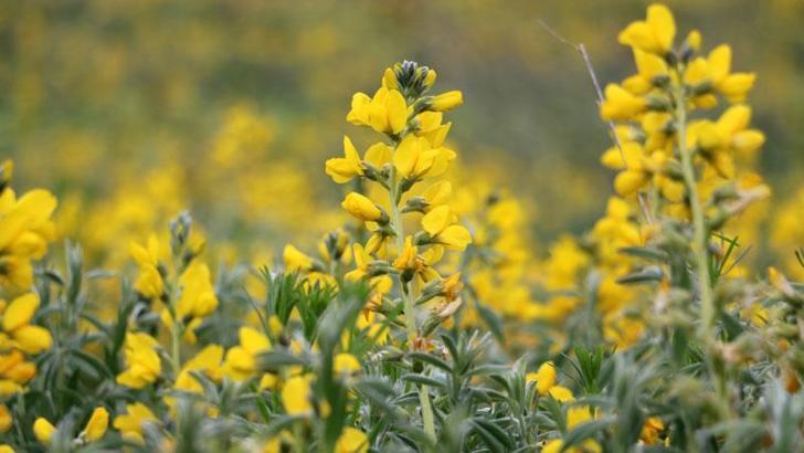 'Eber sarısı' çiçeğini koparana 109 bin lira ceza