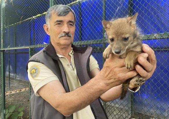 Bitkin bulunan çakal ve tilki yavruları koruma altına alındı