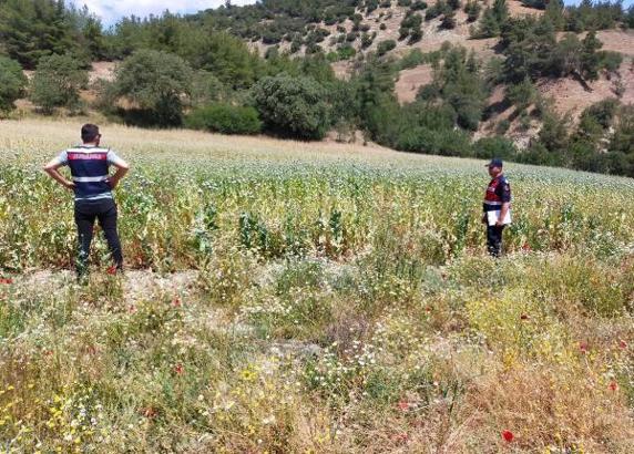 Manisa'da 280 bin kök haşhaş bitkisi ele geçirildi