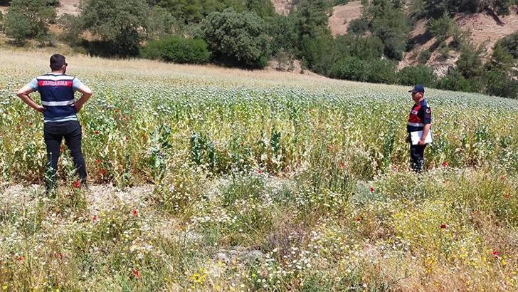 Manisa'da 280 bin kök haşhaş bitkisi ele geçirildi