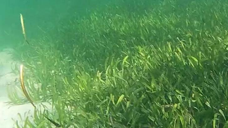 Dünyanın en büyük bitkisi, 4 bin 500 yaşında ve 200 kilometrekare büyüklüğünde