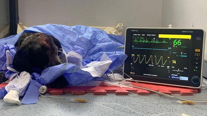 Duman isimli köpeği döven sanığa 2 yıl 6 ay hapis cezası