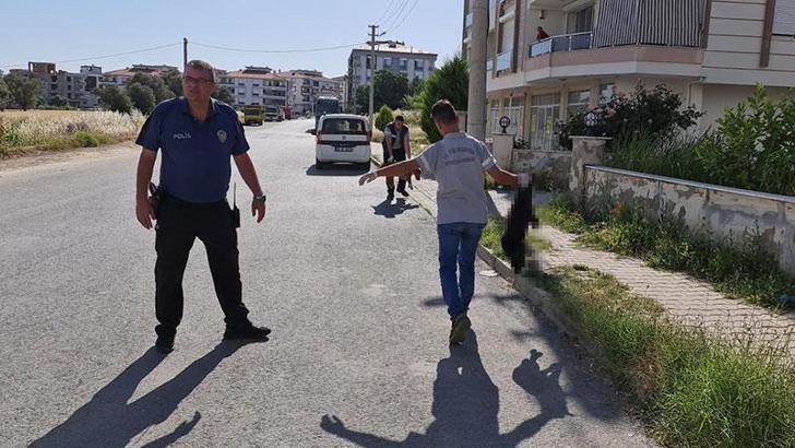 Tire'de 6 köpek ile 2 kedi zehirlenerek öldürüldü