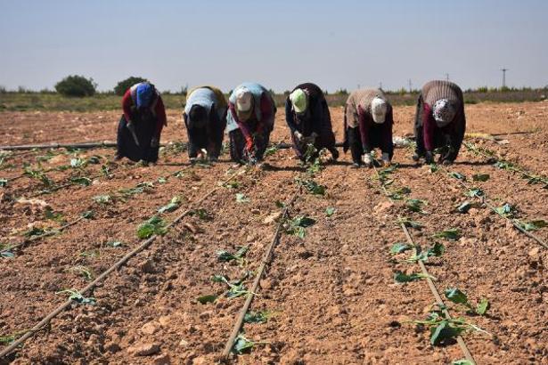 Niğde'de beyaz lahana ekimi başladı