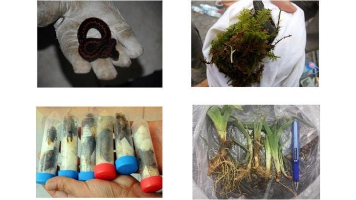 Biyokaçakçılığı önleyecek düzenleme