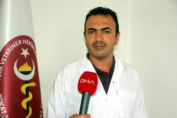 Tokat'ta havaların ısınmasıyla birlikte görülen yılanlar tedirgin etti