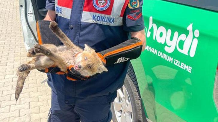 Yaralı tilki yavrusu tedavisi için Ormanya'ya götürüldü