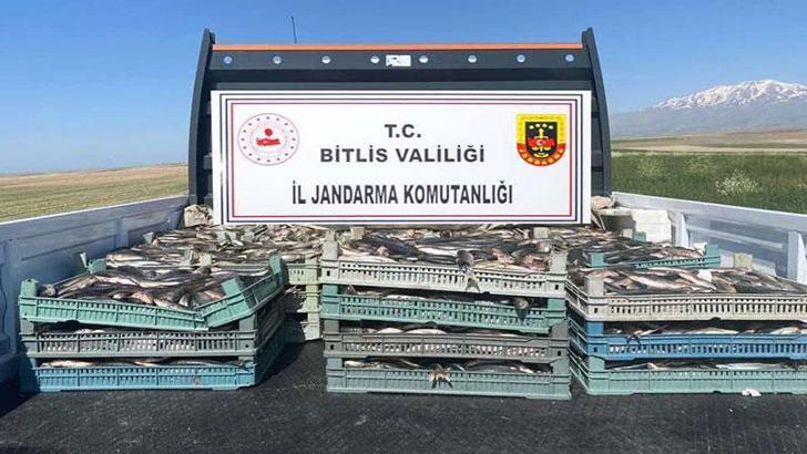 Bitlis'te kaçak avlanan 2 ton 350 kilo inci kefali ele geçirildi