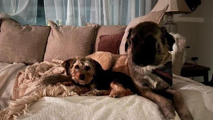 Adopted stray dog 'Helly' is in the USA