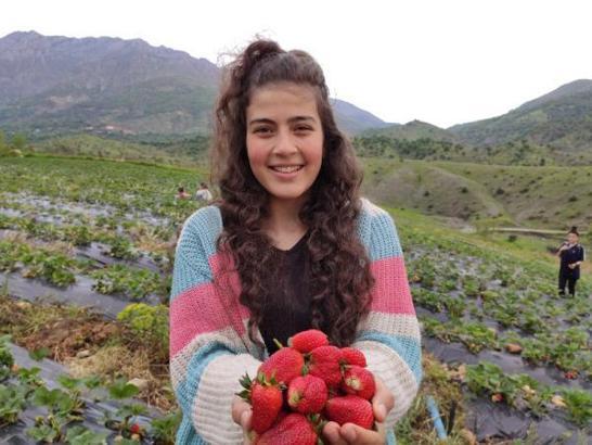 2007'de 4 aileyle başlayan 'Sason Çileği' üretiminde rekolte 4 bin 900 tona ulaştı
