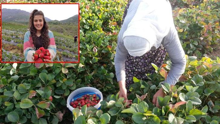 2007'de 4 aileyle başlayan 'Sason Çileği' üretiminde rekolte 4 bin 900 tona ulaştı